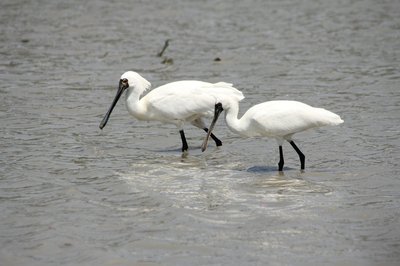 🌊 만코 물새・습지 센터 이미지 2